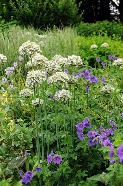 <i>Allium nigrum</i> 
