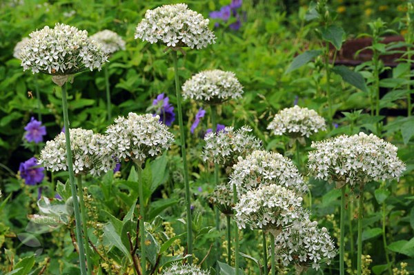 <i>Allium nigrum</i> 