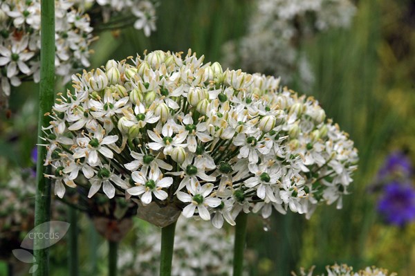 <i>Allium nigrum</i> 