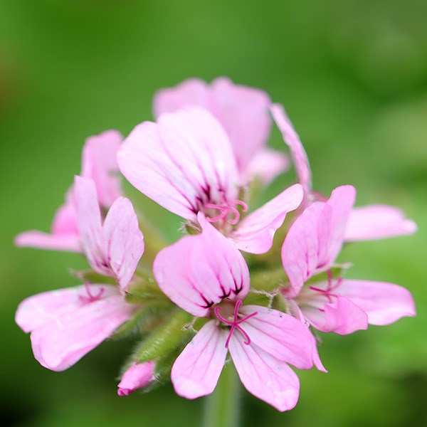 <i>Pelargonium</i> 'Attar of Roses'