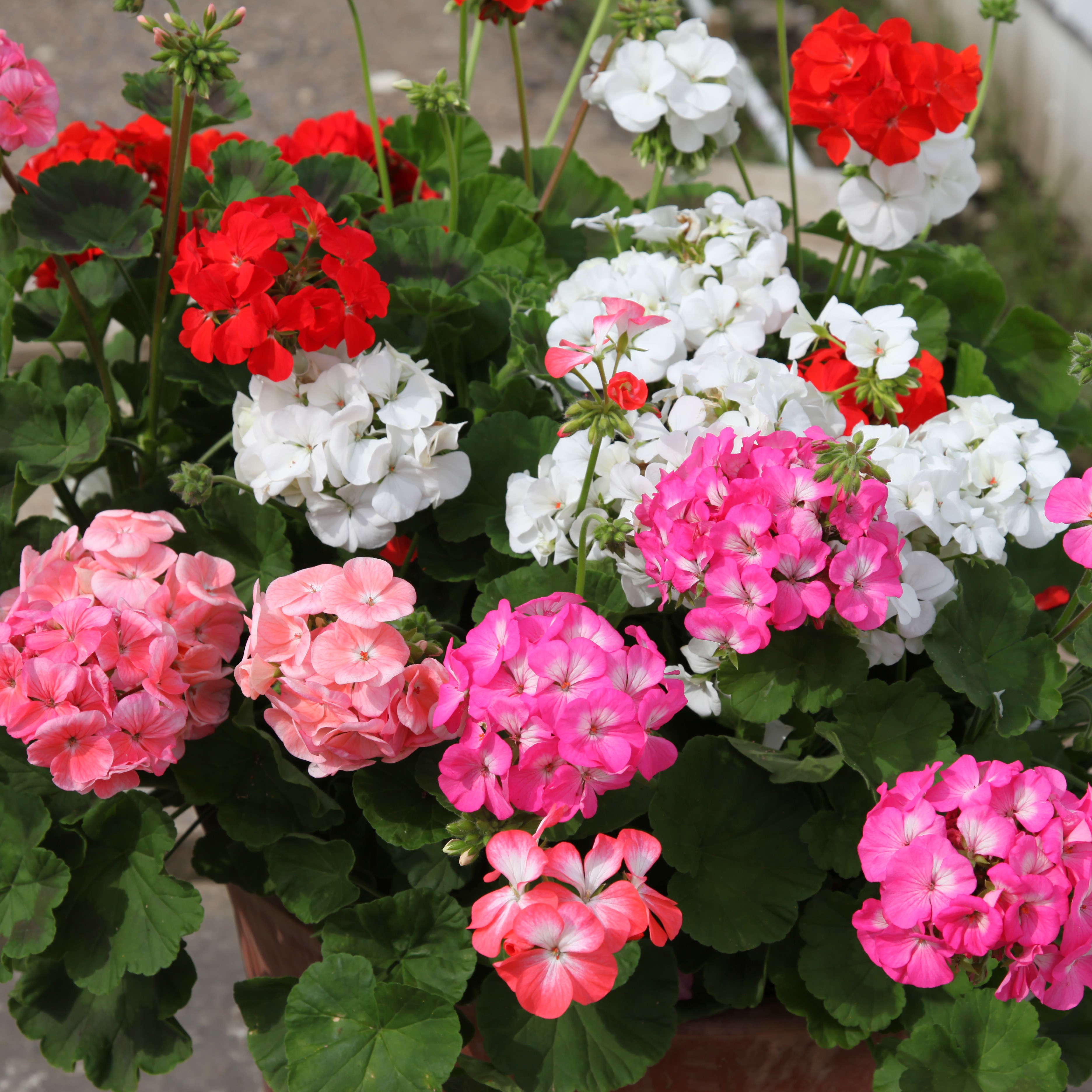 <i>Geranium</i> 'Showstopper Mixed'