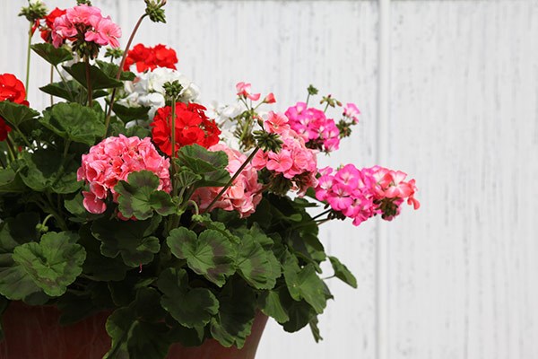 <i>Geranium</i> 'Showstopper Mixed'