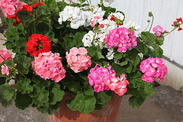 <i>Geranium</i> 'Showstopper Mixed'