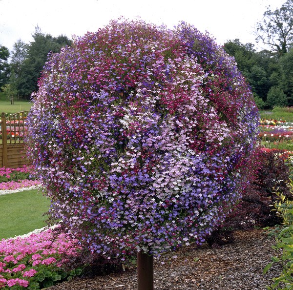 <i>Lobelia</i> 'Trailing Mixed'