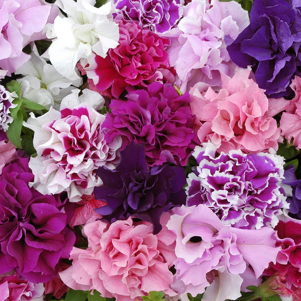 <I>Petunia</i> 'Double Pirouette Series'