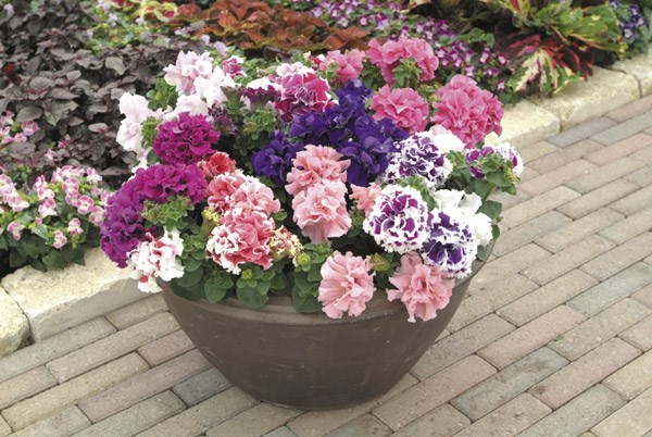<I>Petunia</i> 'Double Pirouette Series'
