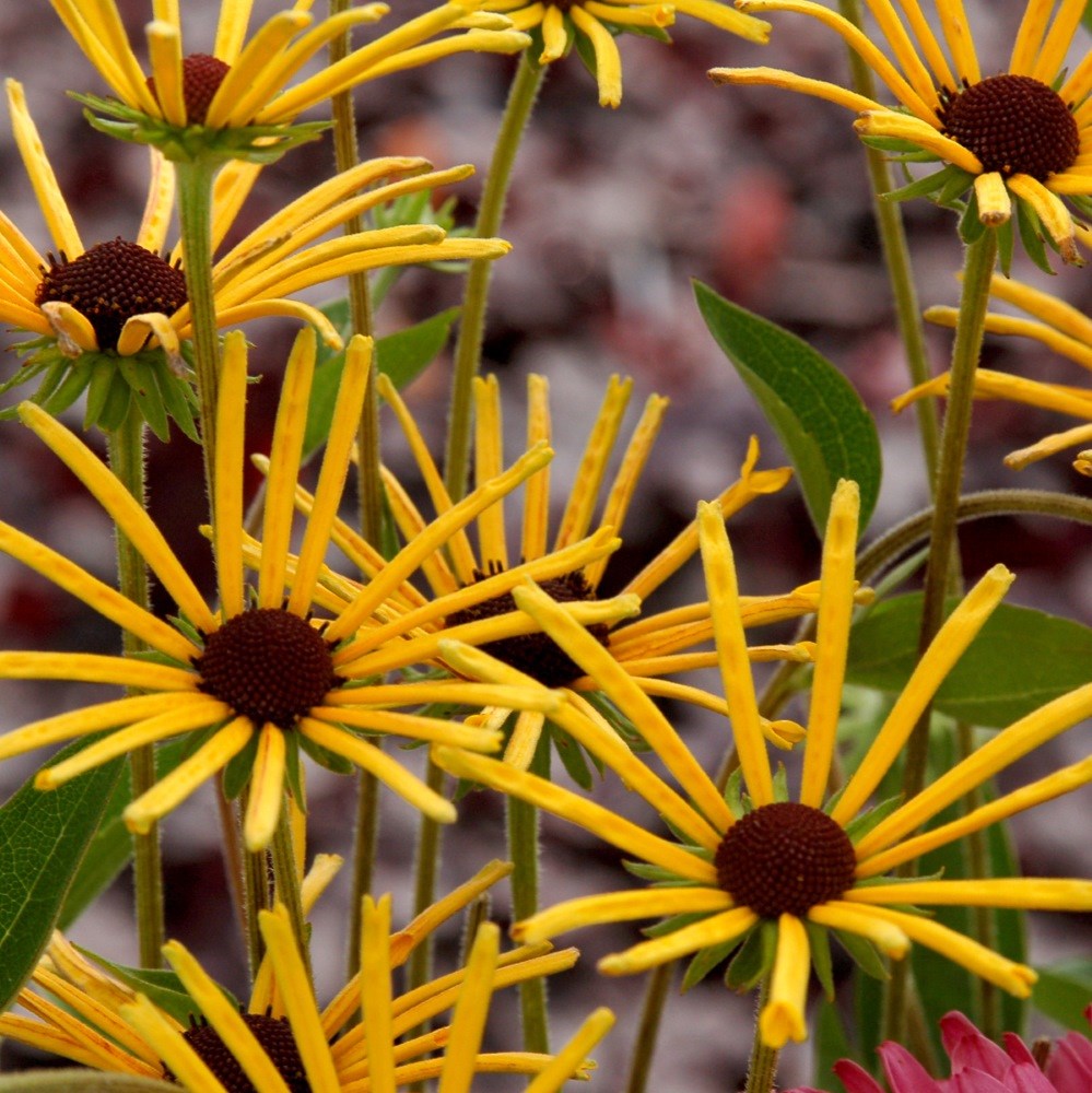 <i>Rudbeckia subtomentosa</i> 'Henry Eilers'
