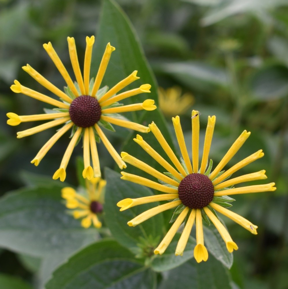 <i>Rudbeckia subtomentosa</i> 'Henry Eilers'