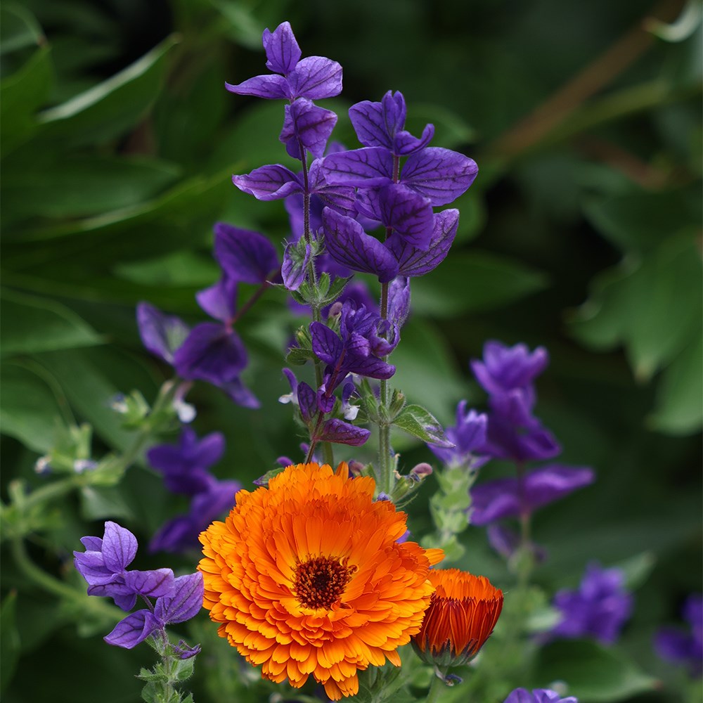 <I>Calendula officinalis</i> 'Indian Prince' (Prince Series)