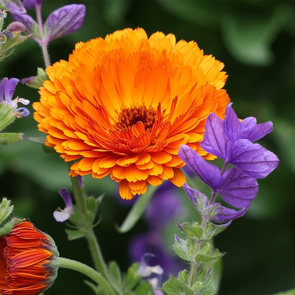 <I>Calendula officinalis</i> 'Indian Prince' (Prince Series)