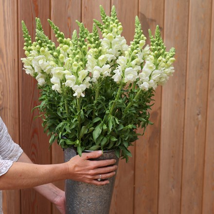 Antirrhinum majus Admiral White