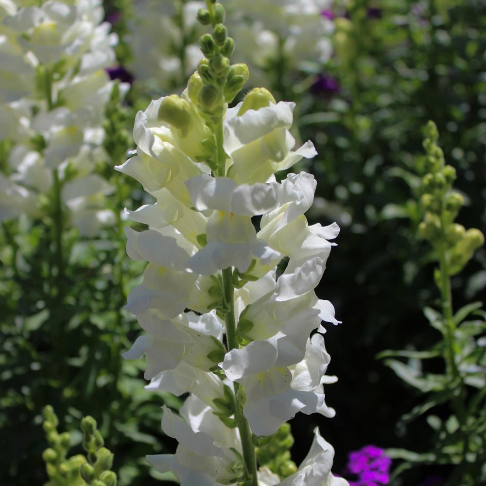 <i>Antirrhinum majus</i> 'Admiral White'