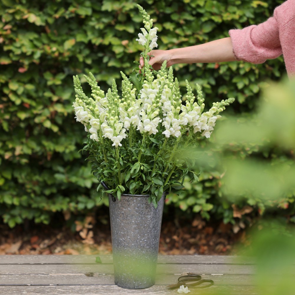 <i>Antirrhinum majus</i> 'Admiral White'