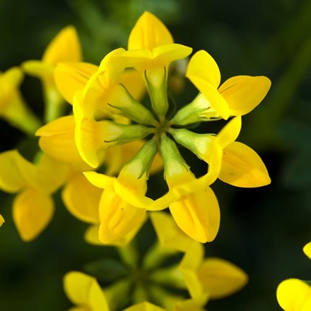 Lotus corniculatus