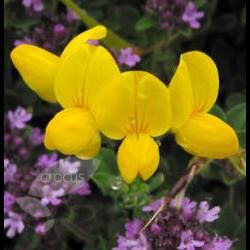 <i>Lotus corniculatus</i> 