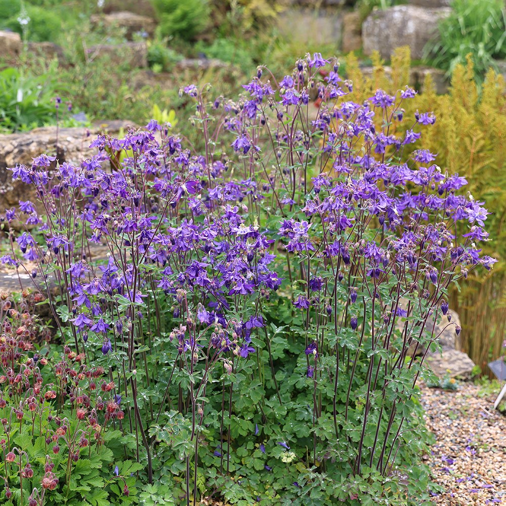 <i>Aquilegia vulgaris</i> 