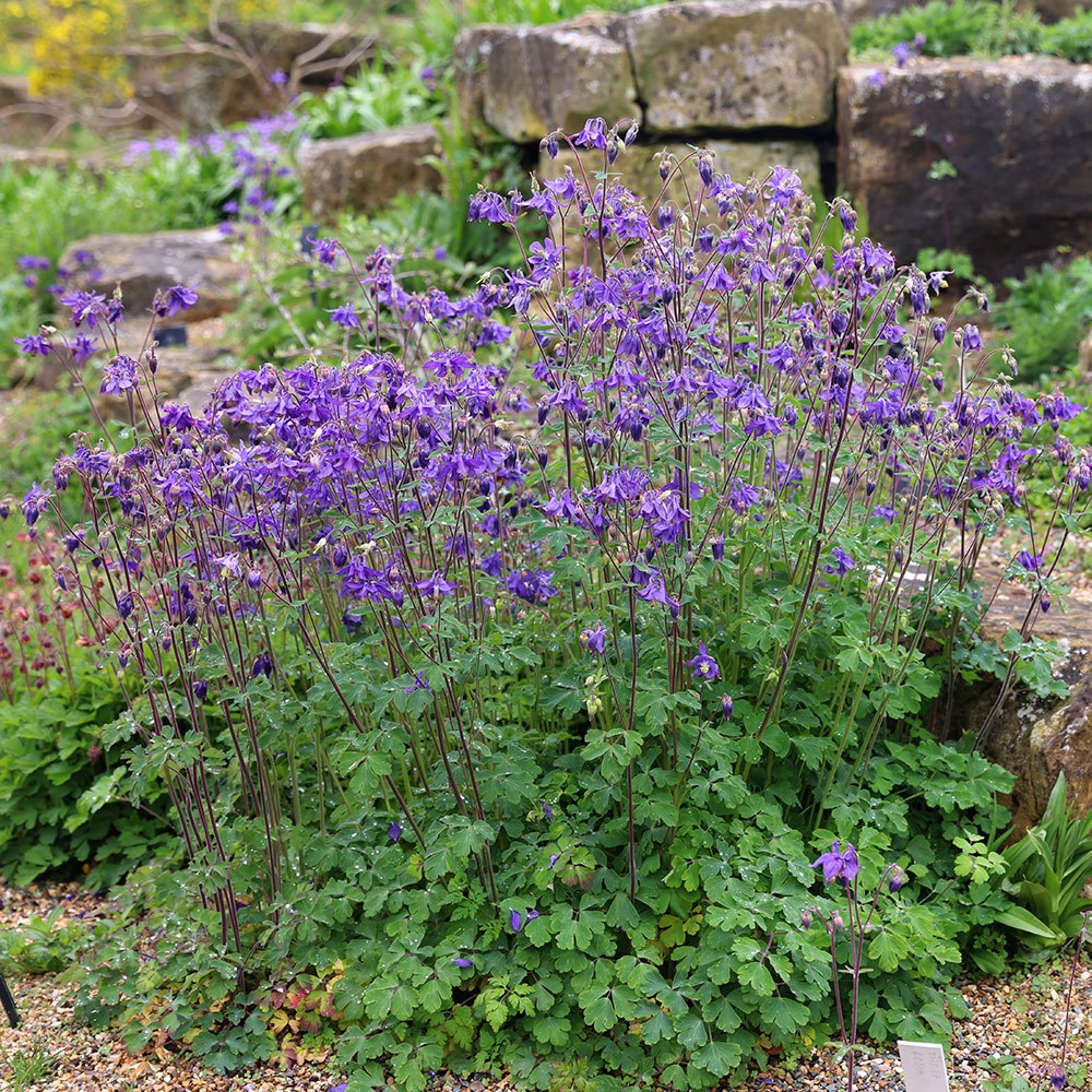 <i>Aquilegia vulgaris</i> 