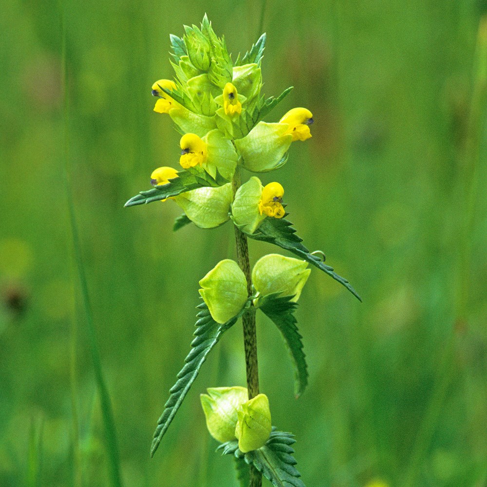 <i>Rhinanthus minor</i> 