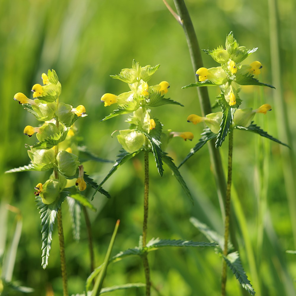 <i>Rhinanthus minor</i> 