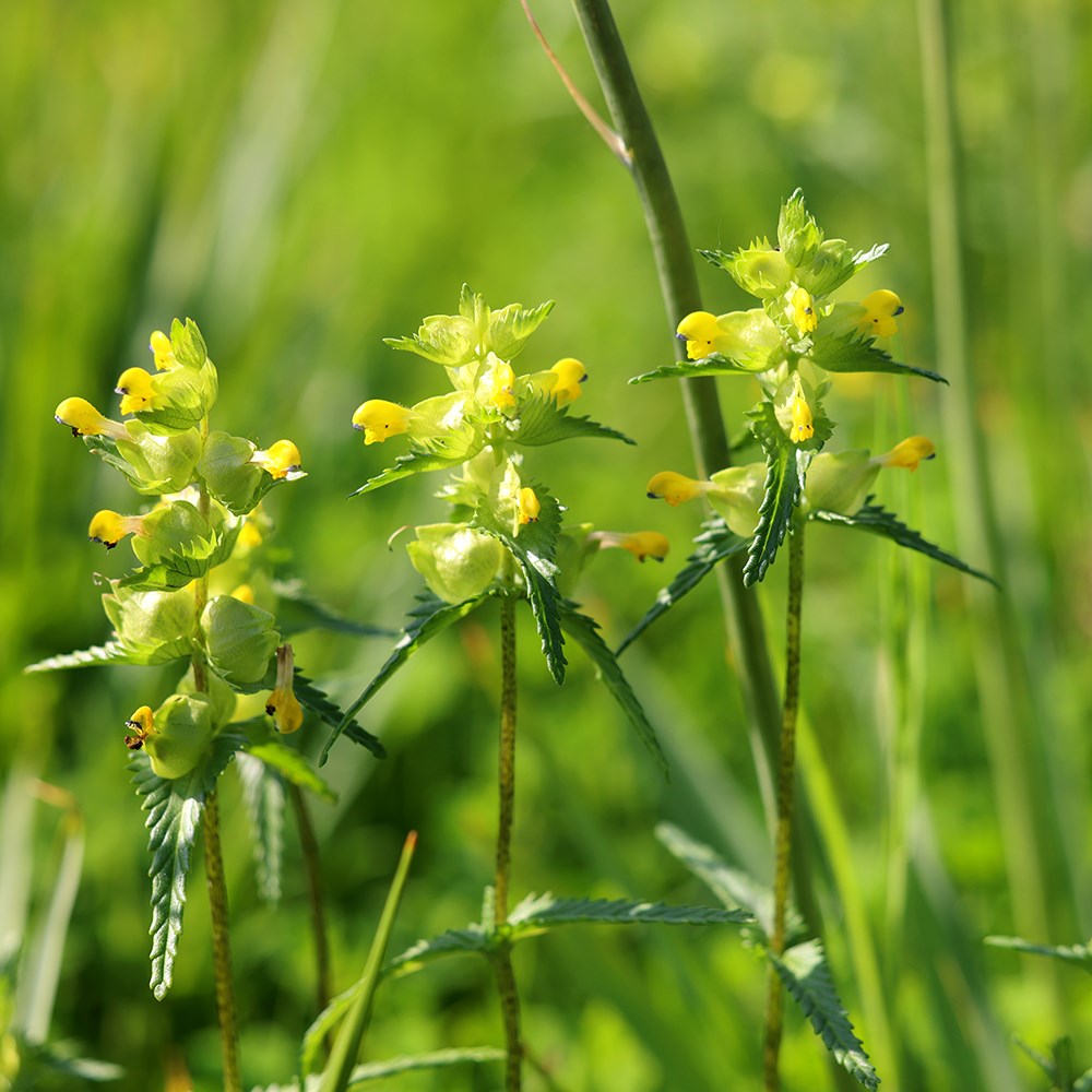 <i>Rhinanthus minor</i> 
