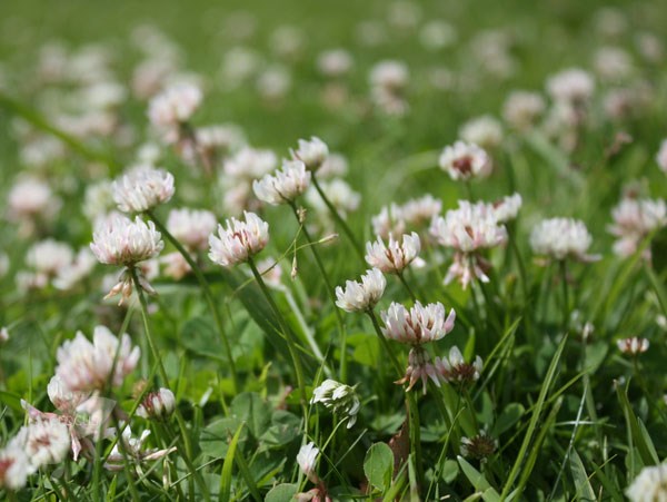 <i>Trifolium repens</i> 