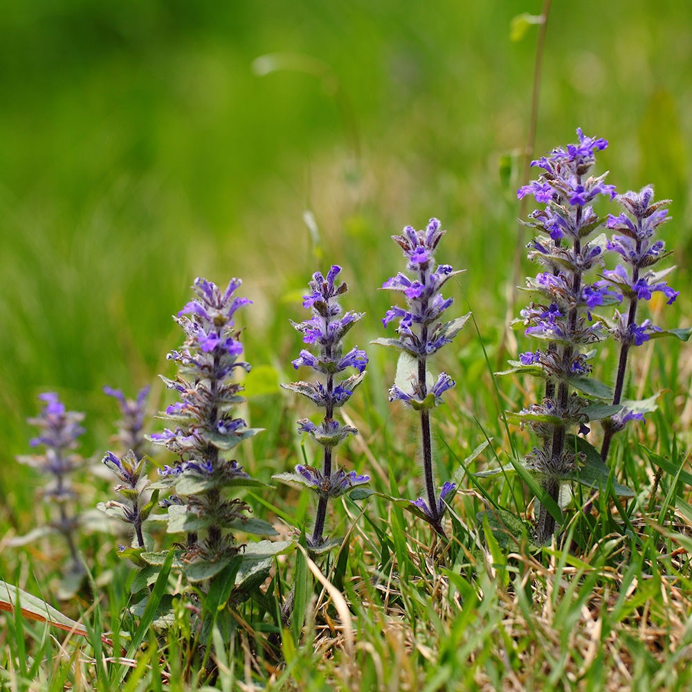 <i>Ajuga reptans</i> 
