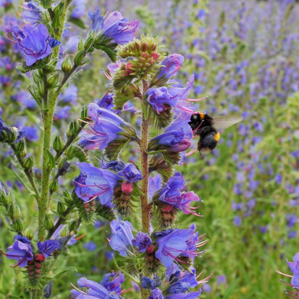 <i>Echium vulgare</i> 