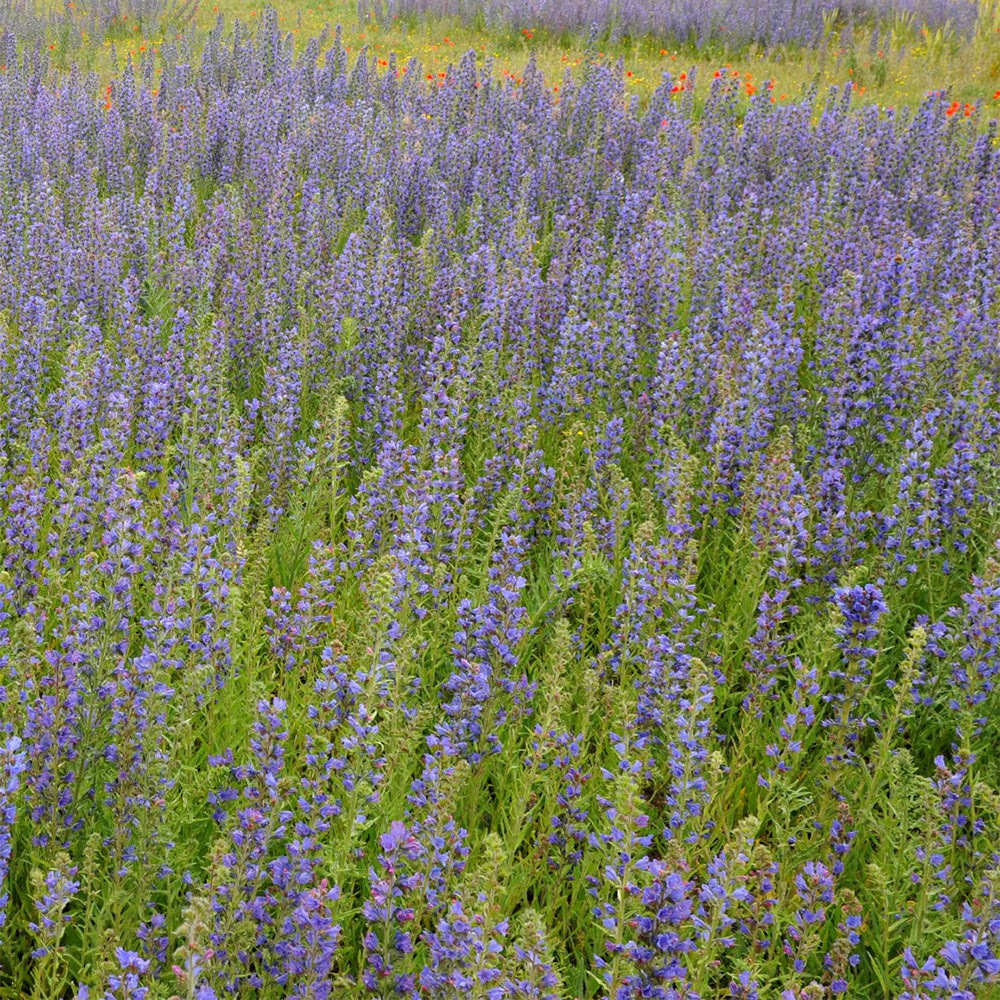 <i>Echium vulgare</i> 