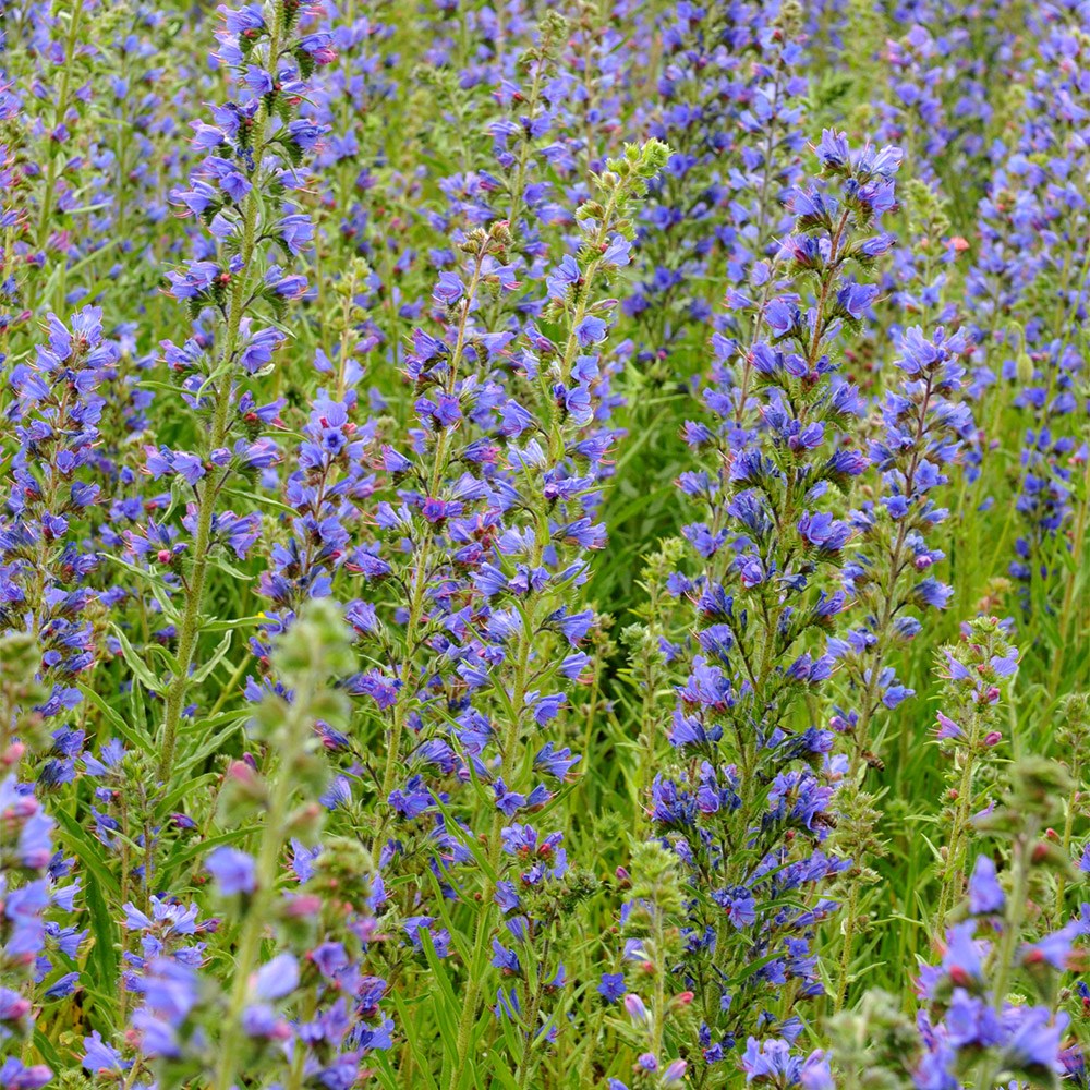 <i>Echium vulgare</i> 