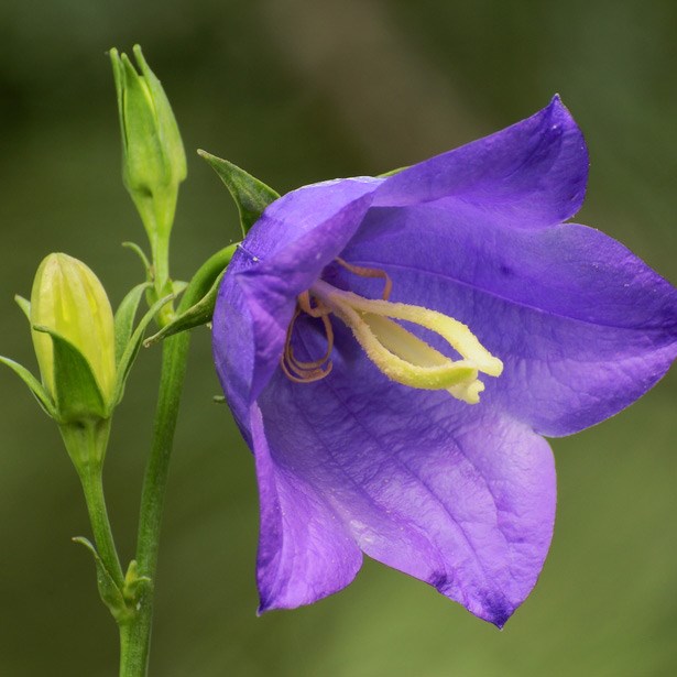 <i>Campanula rotundifolia</i> 