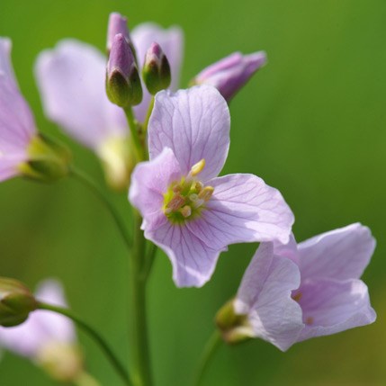 <i>Cardamine pratensis</i> 