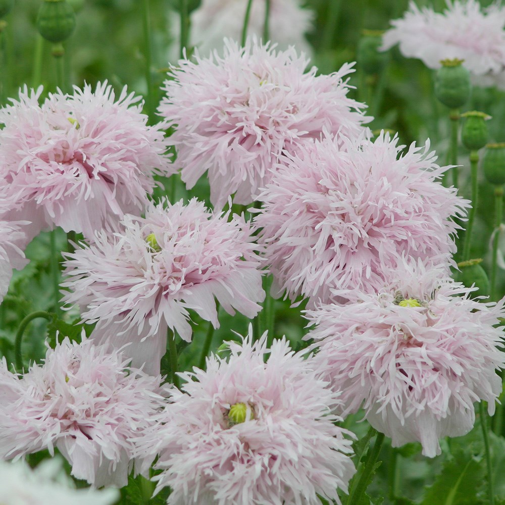 <i>Papaver somniferum</i> 'Lilac Pompom'