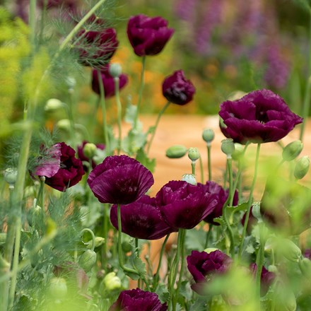 <i>Papaver somniferum</i> 'Lauren's Grape'