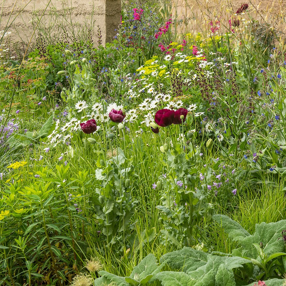 <i>Papaver somniferum</i> 'Lauren's Grape'