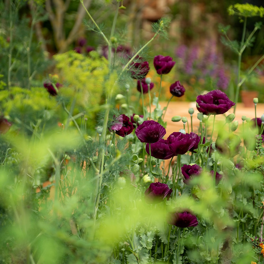 <i>Papaver somniferum</i> 'Lauren's Grape'