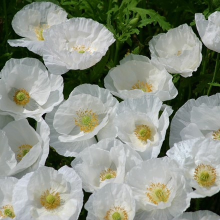 <i>Papaver rhoeas</i> 'Bridal Silk'