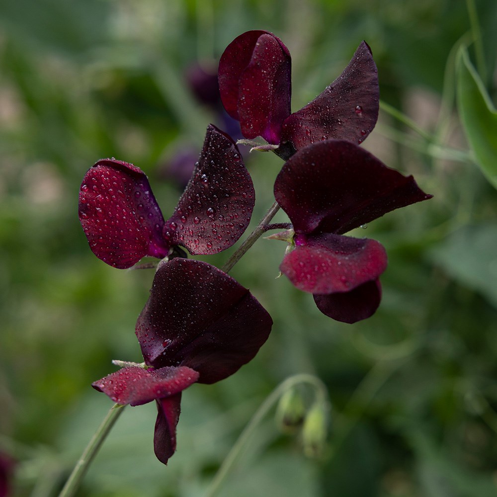 <i>Lathyrus odoratus</i> 'Midnight'
