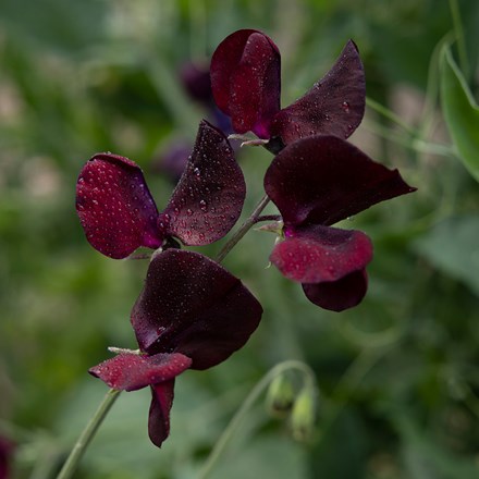<i>Lathyrus odoratus</i> 'Midnight'