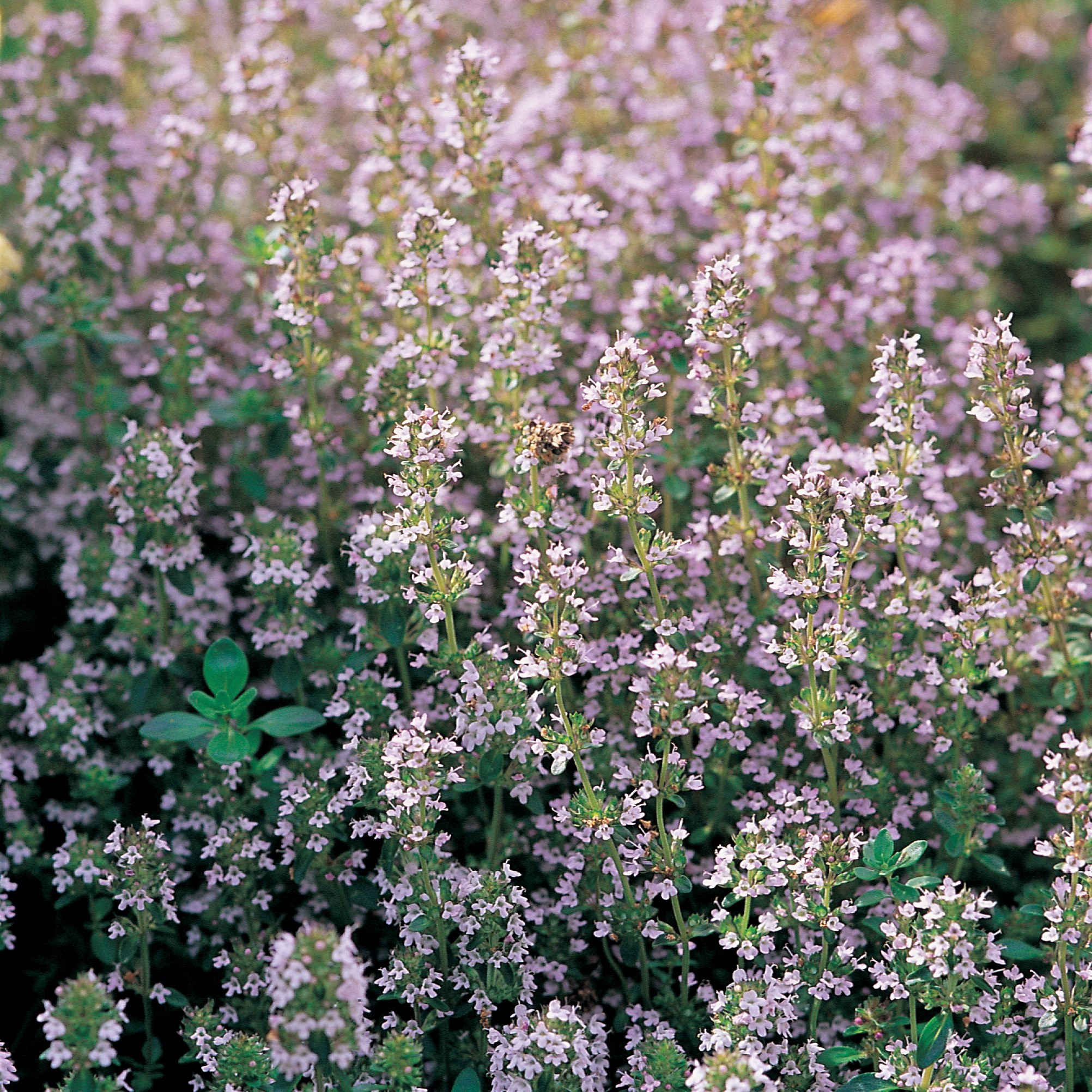 thyme common - thymus vulgaris