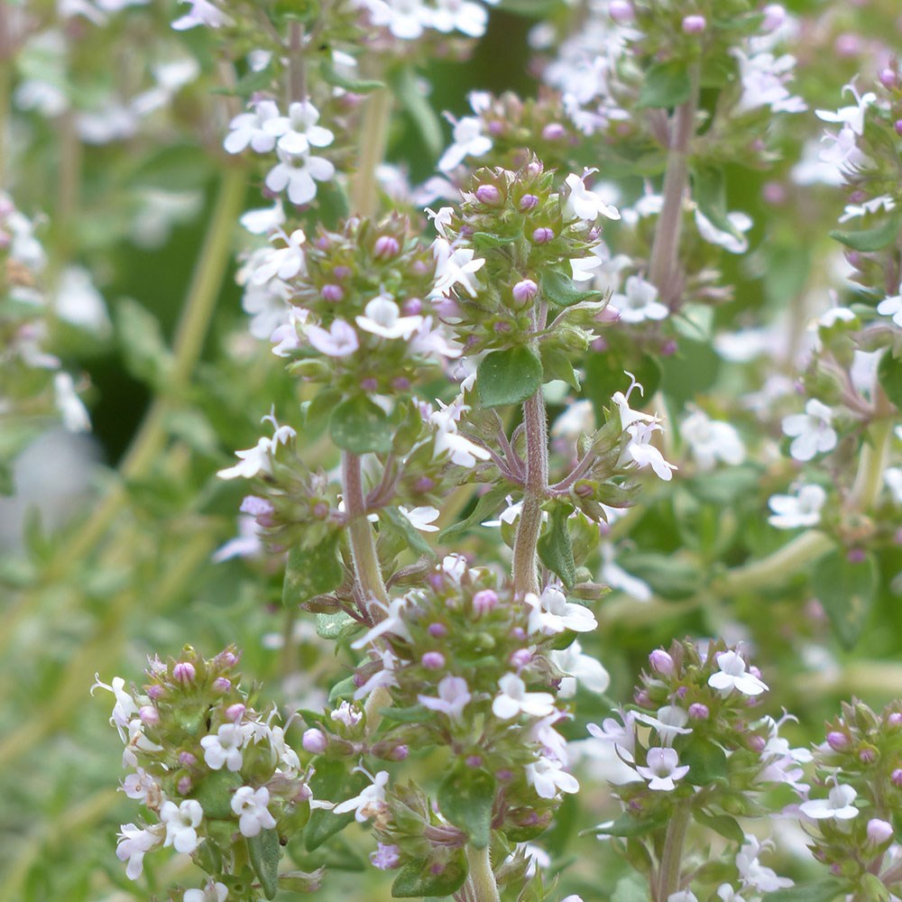 thyme common - thymus vulgaris