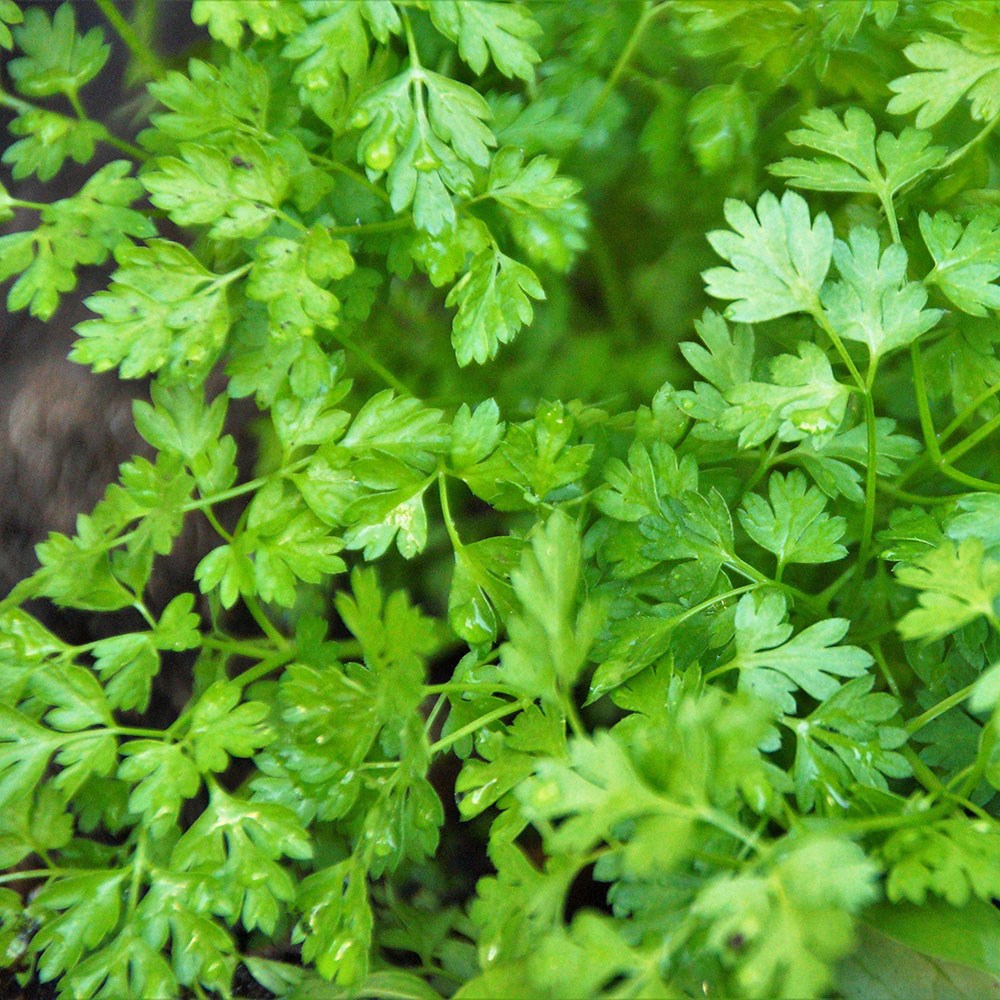 chervil | Anthriscus cerefolium