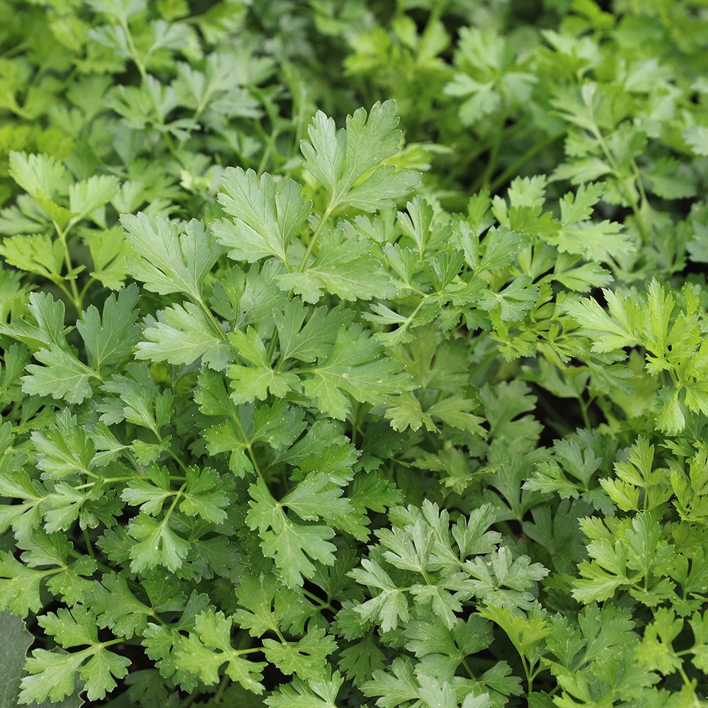 parsley 'French flat'