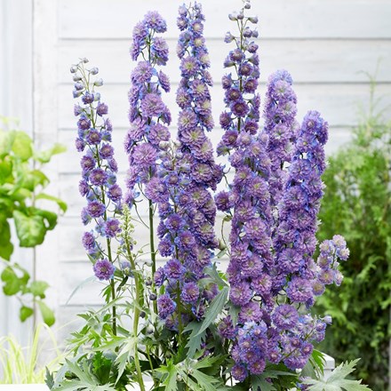 Delphinium Highlander Sweet Sensation (PBR) (Highlander Series)