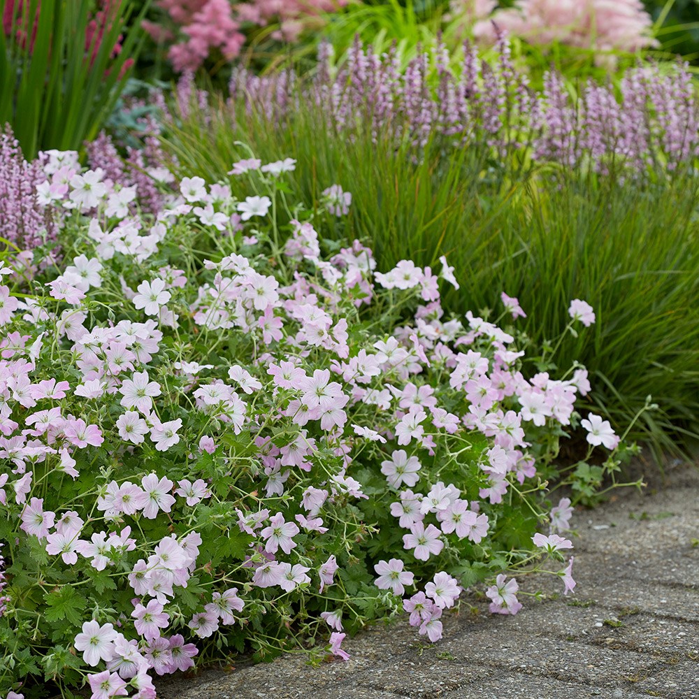 <i>Geranium</i> <b class=small-caps>Dreamland</b> ('Bremdream') (PBR)