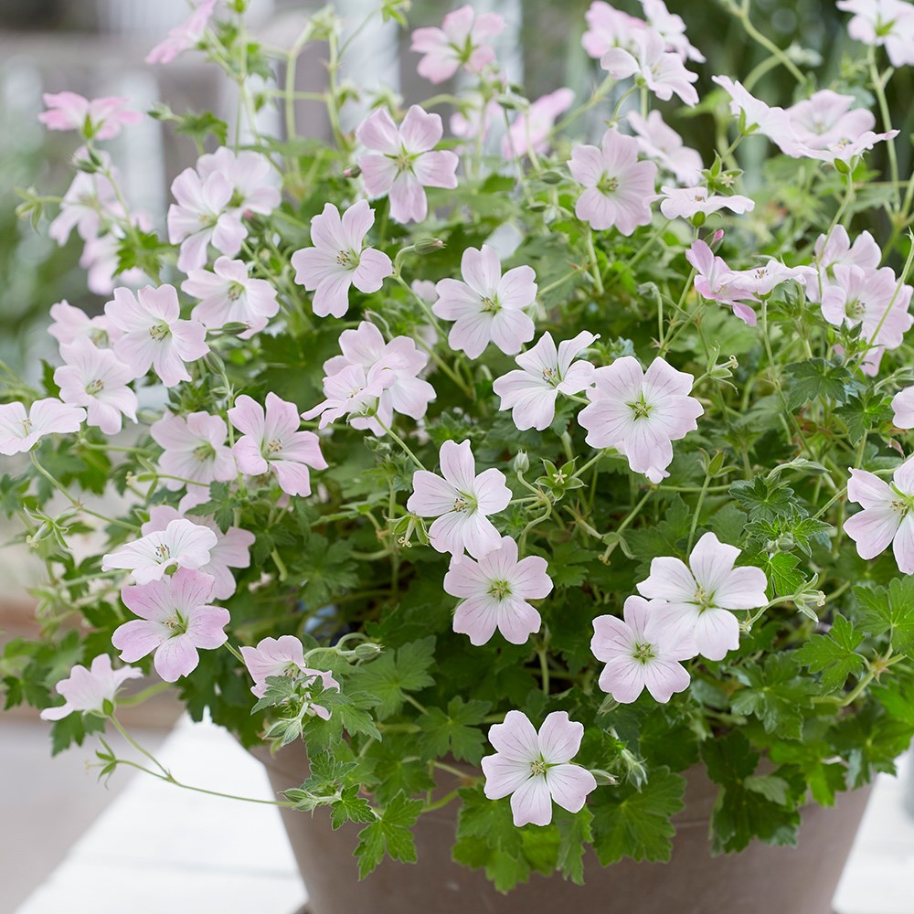 <i>Geranium</i> <b class=small-caps>Dreamland</b> ('Bremdream') (PBR)