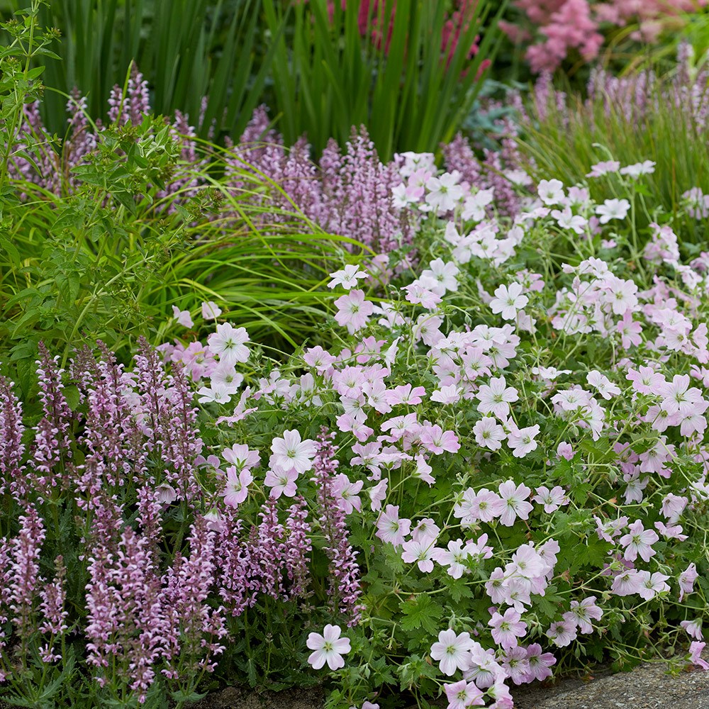 <i>Geranium</i> <b class=small-caps>Dreamland</b> ('Bremdream') (PBR)