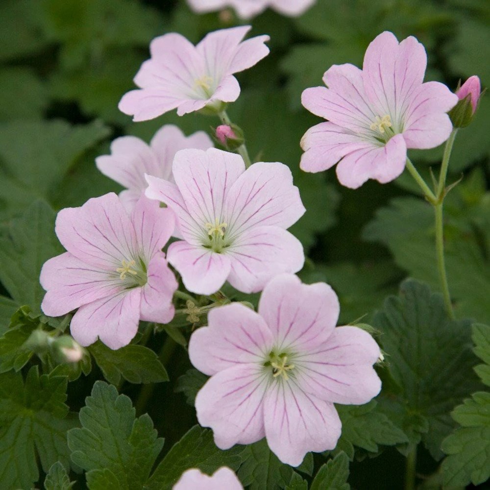 <i>Geranium</i> <b class=small-caps>Dreamland</b> ('Bremdream') (PBR)