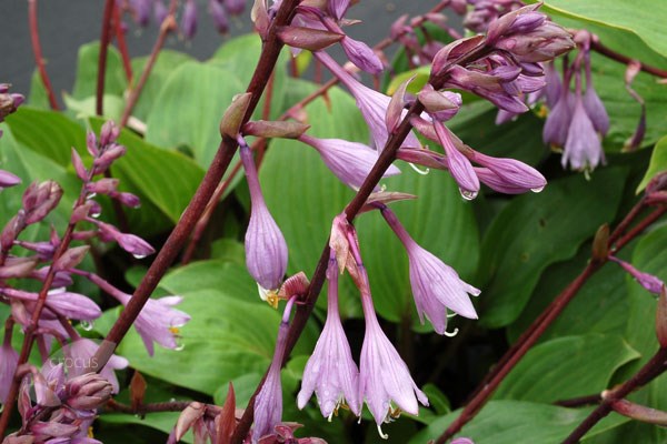 <I>Hosta</i> 'Purple Heart'