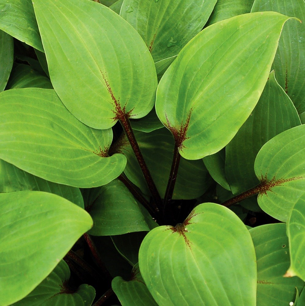 <I>Hosta</i> 'Purple Heart'