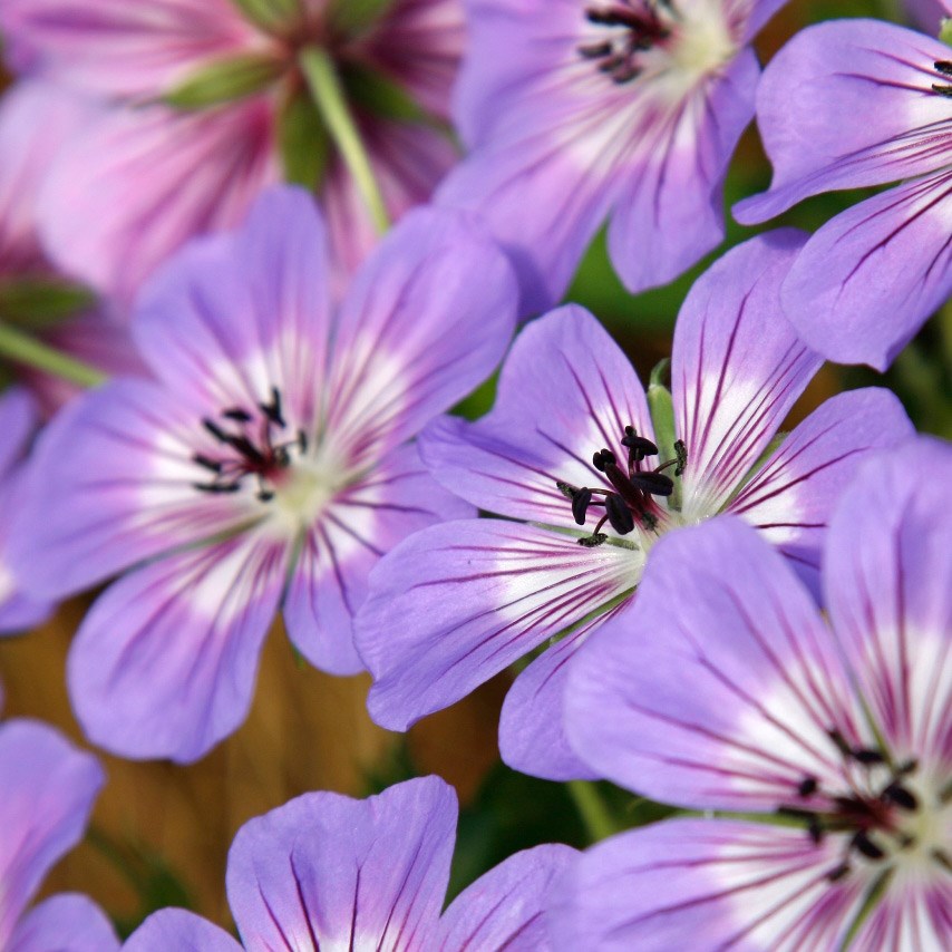 <i>Geranium wallichianum</i> <b class=small-caps>Havana Blues</b> ('Noorthava') (PBR)